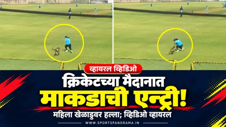 क्रिकेट सामना सुरू असताना मैदानात माकडाची एन्ट्री; महिला खेळाडूवर हल्ला, व्हिडिओ सोशल मीडियावर व्हायरल